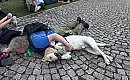Bydgoscy pielgrzymi dotarli na Jasną Górę! Wzruszenie, grochówka i... pies przewodnik pod cudownym obrazem